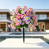 Morning Glory