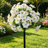 Morning Glory White